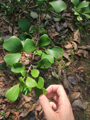 Ficus triangularis (Variegated Ficus Triangularis)