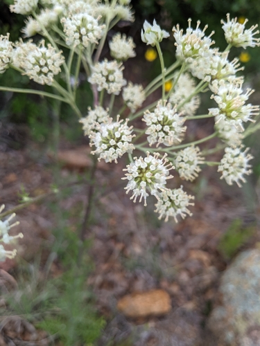 Hymenopappus scabiosaeus (Carolina Woollywhite) (alternate view 4)