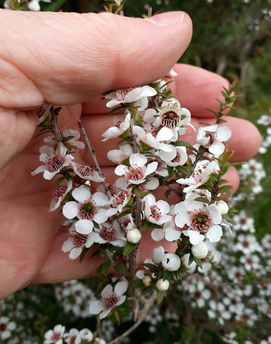 Leptospermum scoparium (Mānuka) (alternate view 3)