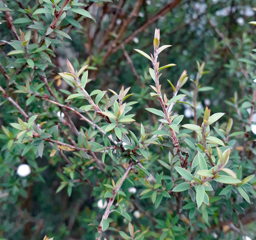 Leptospermum scoparium (Mānuka) (alternate view 4)