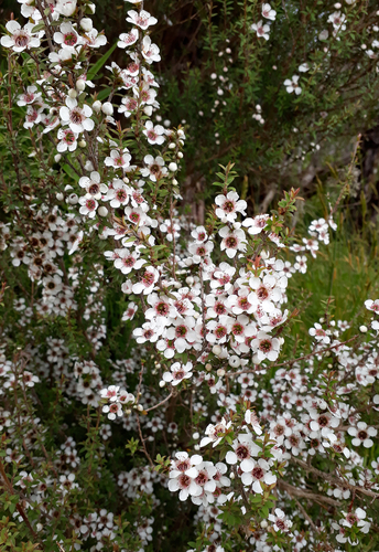Leptospermum scoparium (Mānuka) (alternate view 5)