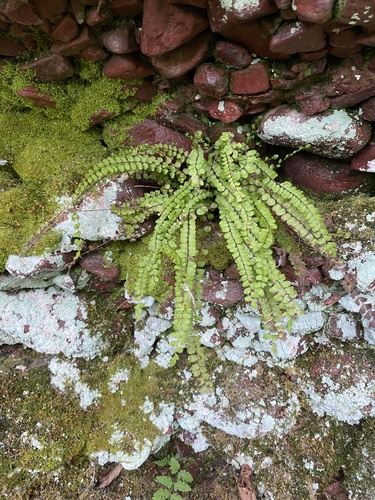 Asplenium trichomanes (Maidenhair Spleenwort) (alternate view 5)