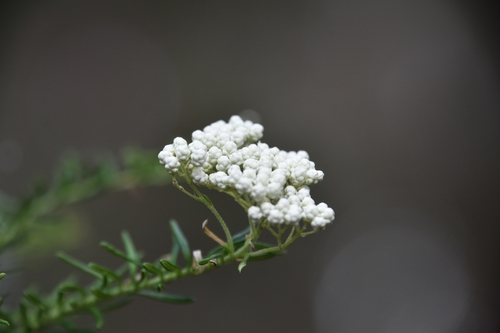 Ozothamnus diosmifolius (Sago Flower) (alternate view 6)
