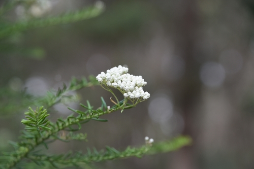 Ozothamnus diosmifolius (Sago Flower) (alternate view 7)