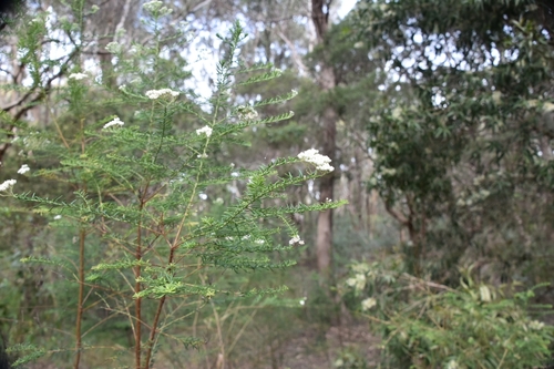 Ozothamnus diosmifolius (Sago Flower) (alternate view 8)