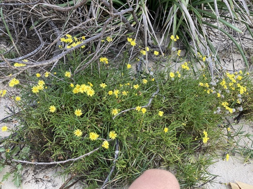 Senecio pinnatifolius (pinnate-leaved groundsel) (alternate view 3)