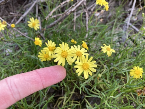 Senecio pinnatifolius (pinnate-leaved groundsel) (alternate view 4)