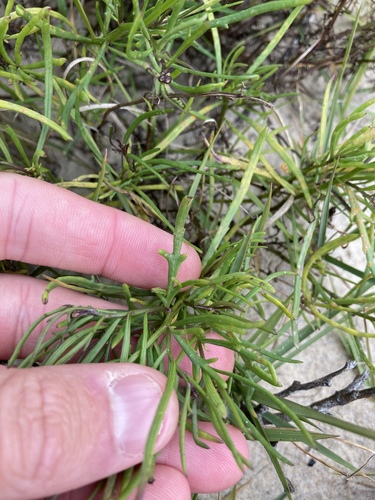 Senecio pinnatifolius (pinnate-leaved groundsel) (alternate view 5)