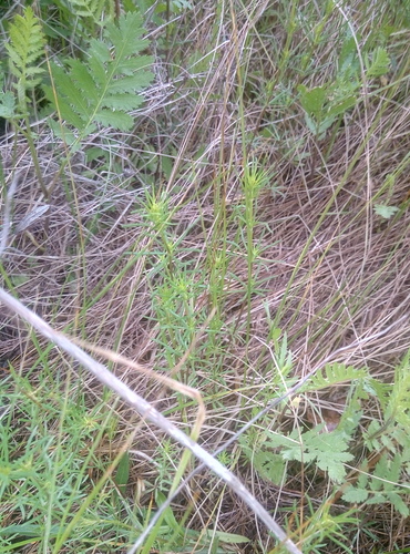 Galium verum (Lady's Bedstraw)