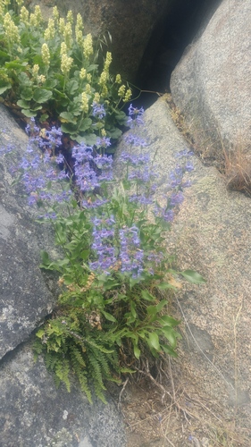 Penstemon pruinosus (Chelan Penstemon)
