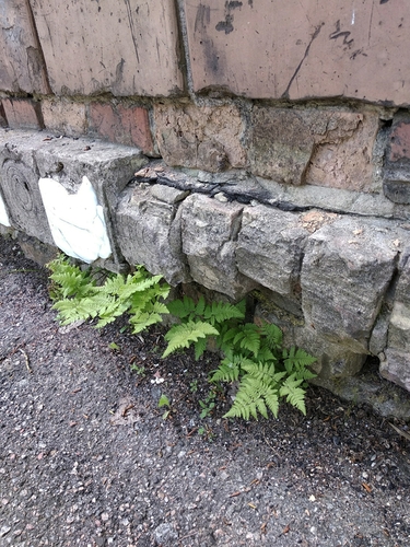 Gymnocarpium (oak ferns) (alternate view 5)