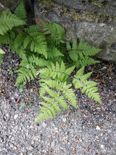 Gymnocarpium (oak ferns) (alternate view 6)