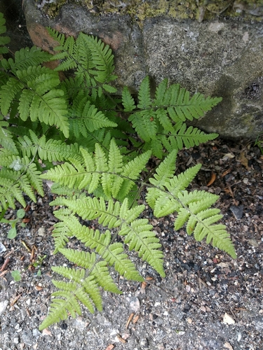 Gymnocarpium (oak ferns) (alternate view 7)