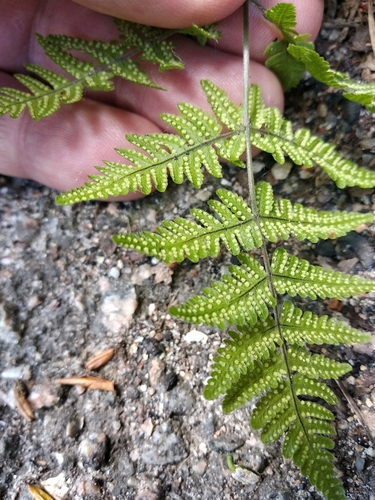 Gymnocarpium (oak ferns) (alternate view 8)