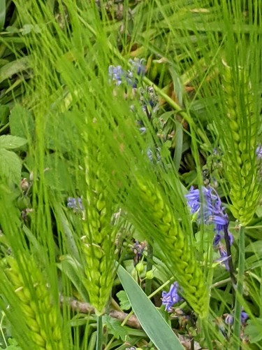 Hordeum vulgare (Common Barley)