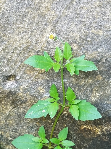Tridax procumbens (Tridax Daisy)