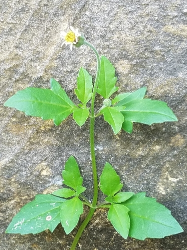 Tridax procumbens (Tridax Daisy)