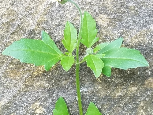 Tridax procumbens (Tridax Daisy)