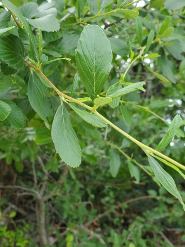 Cercocarpus montanus (Alderleaf Mountain Mahogany) (alternate view 2)