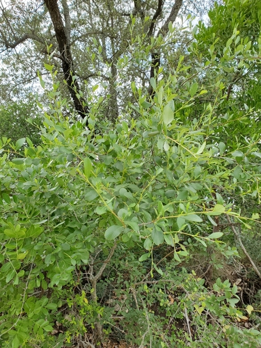 Cercocarpus montanus (Alderleaf Mountain Mahogany) (alternate view 3)