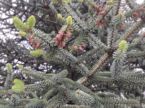 Abies pinsapo (Spanish fir) (alternate view 10)