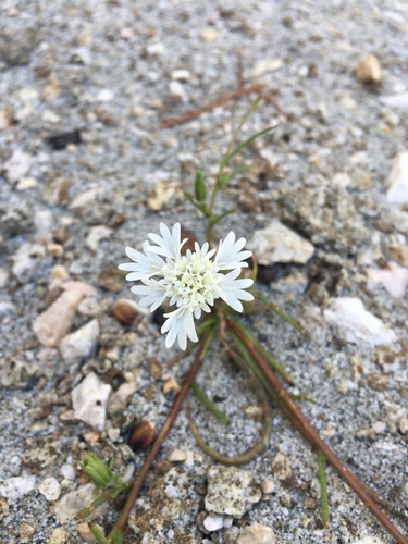 Chaenactis fremontii (Fremont's pincushion) (alternate view 4)
