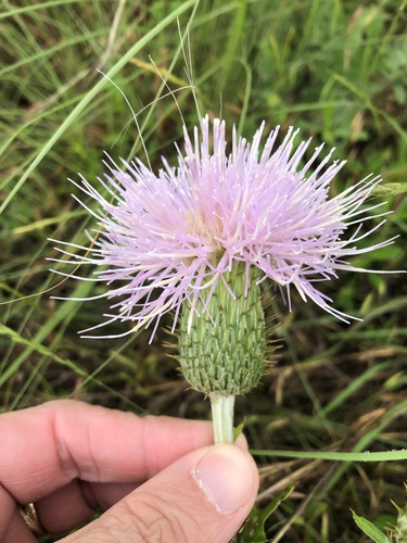 Cirsium undulatum (wavyleaf thistle) (alternate view 4)