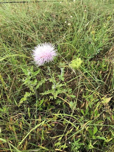 Cirsium undulatum (wavyleaf thistle) (alternate view 5)