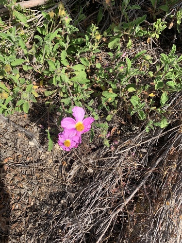 Cistus creticus (alternate view 2)