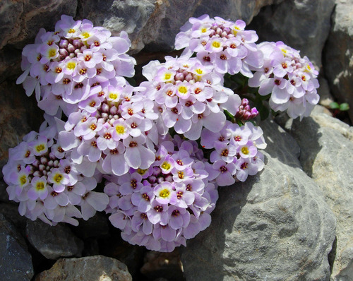 Iberis spathulata (Pyrenean Candytuft)