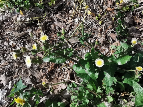 Sonchus oleraceus (annual sow thistle)