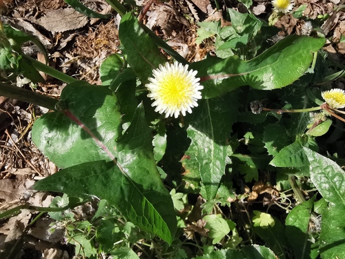 Sonchus oleraceus (annual sow thistle) (alternate view 2)