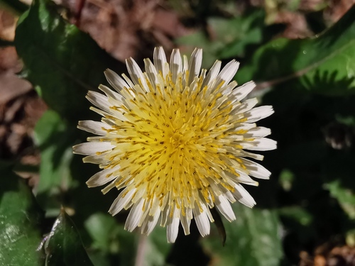 Sonchus oleraceus (annual sow thistle) (alternate view 3)