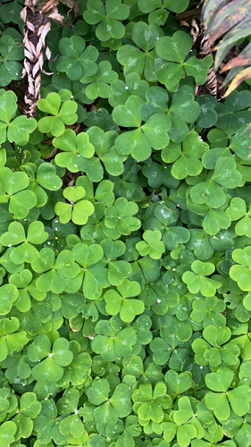 Oxalis oregana (redwood sorrel) (alternate view 5)