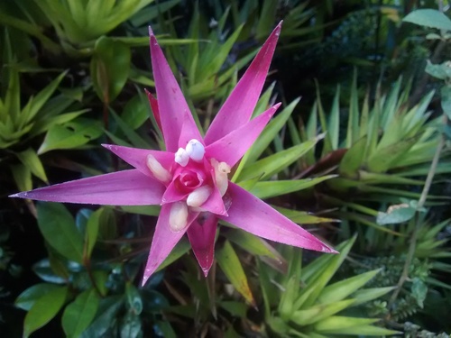 Guzmania (Guzmania) (alternate view 8)