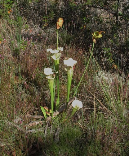 Sarracenia × moorei (Moore's Pitcher Plant) (alternate view 5)