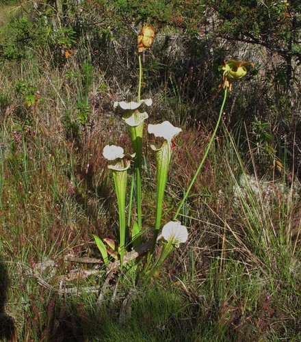 Sarracenia × moorei (Moore's Pitcher Plant) (alternate view 4)