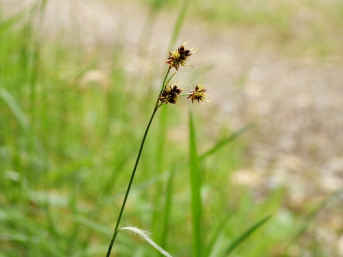 Luzula campestris (Field woodrush)
