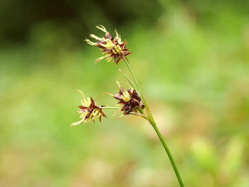 Luzula campestris (Field woodrush)