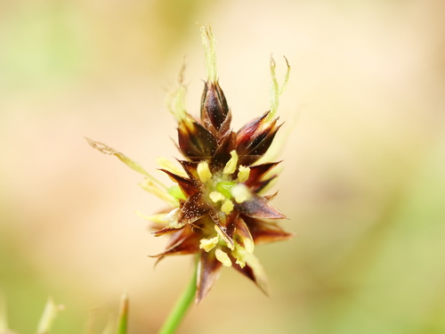 Luzula campestris (Field woodrush)