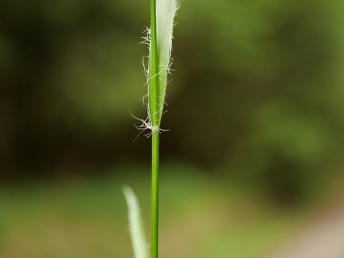Luzula campestris (Field woodrush)