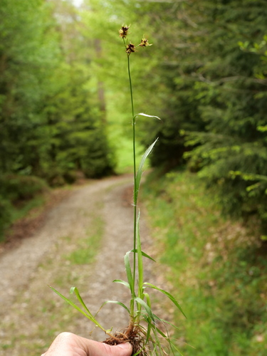 Luzula campestris (Field woodrush)