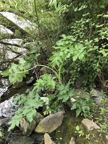 Angelica archangelica (Garden angelica) (alternate view 3)