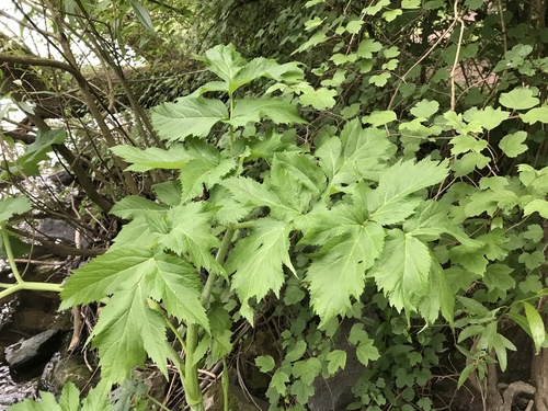Angelica archangelica (Garden angelica) (alternate view 4)