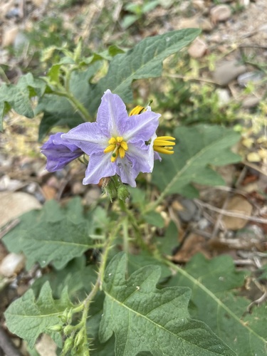 Solanum carolinense (Carolina horsenettle)