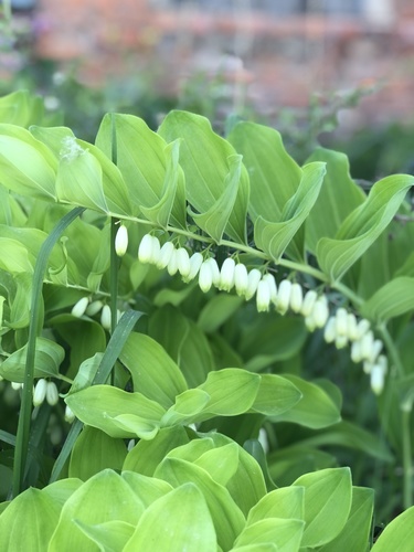 Polygonatum x hybridum (alternate view 4)