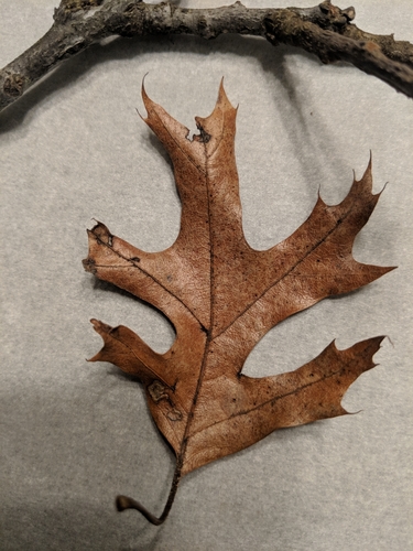 Quercus velutina (black oak)