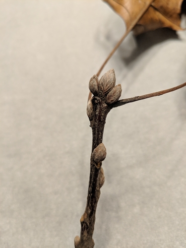 Quercus velutina (black oak)