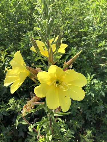 Oenothera elata (tall evening primrose) (alternate view 2)