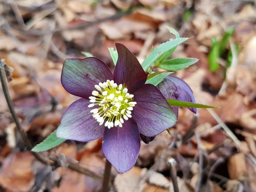 Helleborus atrorubens (dark red hellebore)